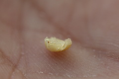 Calvia decemguttata