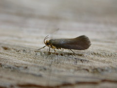 Crassa unitella