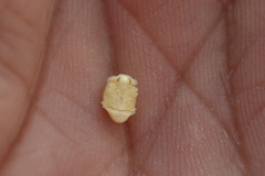 Calvia decemguttata