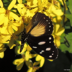 Hypolimnas anthedon wahlbergi