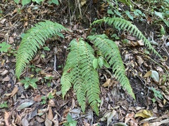 Polystichum aculeatum