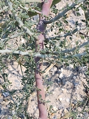 Parkinsonia texana macra