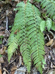 Polystichum aculeatum