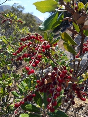 Comarostaphylis diversifolia planifolia