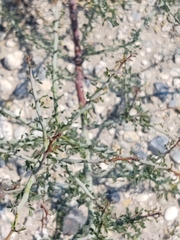 Parkinsonia texana macra