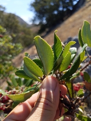 Comarostaphylis diversifolia planifolia