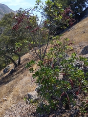 Comarostaphylis diversifolia planifolia