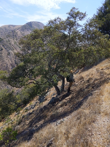 Image of Quercus pacifica by no rights reserved