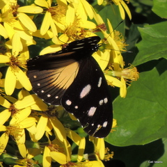 Hypolimnas anthedon wahlbergi