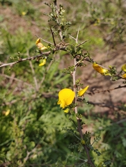 Adesmia confusa