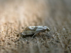 Cochylidia implicitana