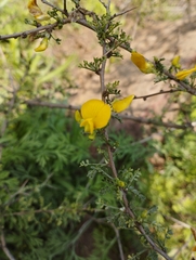 Adesmia confusa