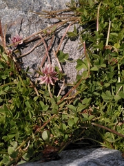 Trifolium pallescens