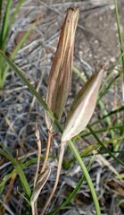 Calochortus invenustus