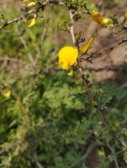 Adesmia confusa