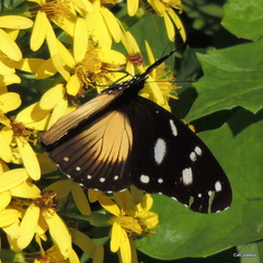 Hypolimnas anthedon wahlbergi
