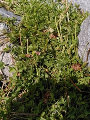 Trifolium pallescens