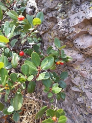 Rhamnus pirifolia