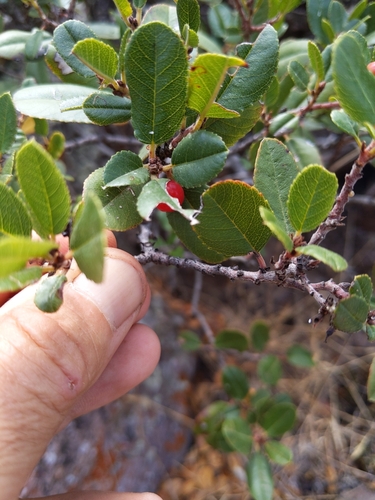 Image of Rhamnus pirifolia by no rights reserved