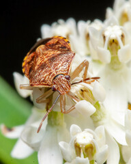 Podisus placidus