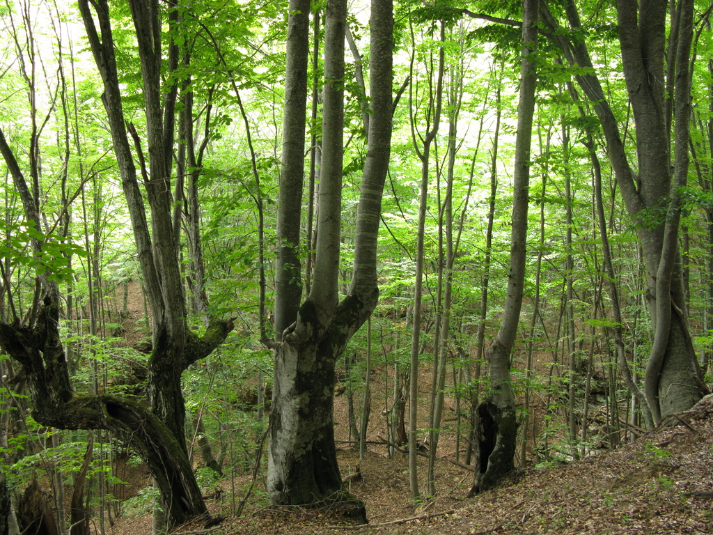 Crimean beech