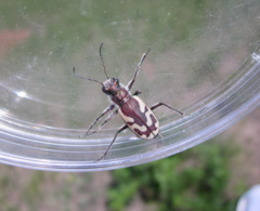 Cicindela lengi