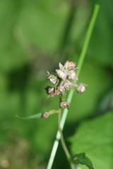 Epipactis microphylla