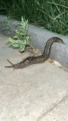 Limax maximus