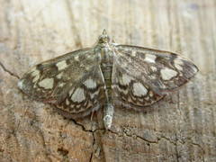 Anania coronata