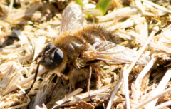 Tachina ursina