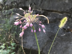 Allium carinatum pulchellum