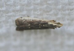 Cathyalia pallicostalis