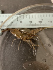Palaemon macrodactylus