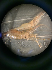 Palaemon macrodactylus