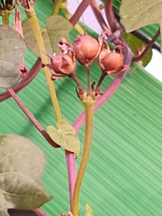 Ipomoea cordatotriloba