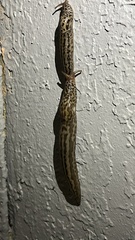 Limax maximus