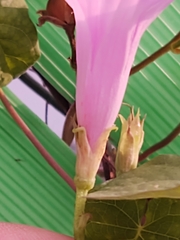 Ipomoea cordatotriloba