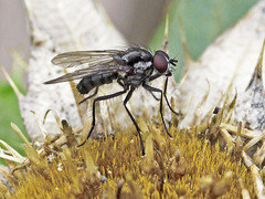 Hylemya latevittata