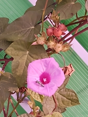 Ipomoea cordatotriloba