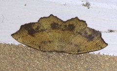 Planolocha obliquata