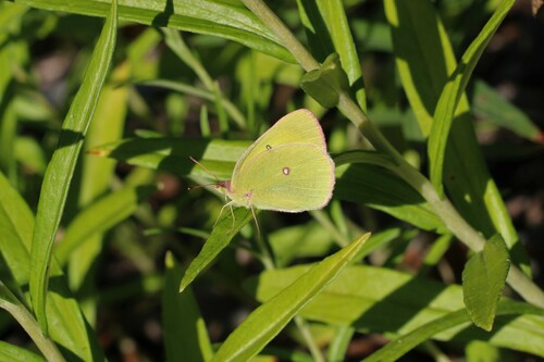 Pink-edged Sulphur photo 5