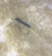 Sphoeroides greeleyi