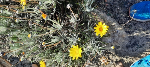 Image of Euryops othonnoides by (c) Karen Eichholz, some rights reserved (CC BY)