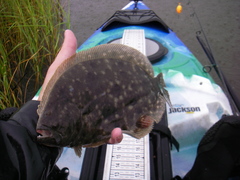 Paralichthys lethostigma