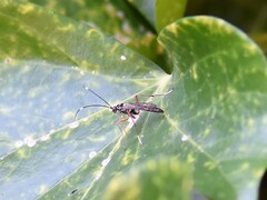 Ischnus inquisitorius