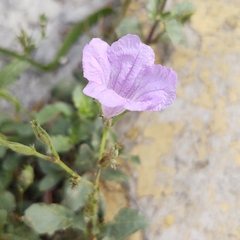 Ruellia nudiflora