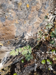 Cheilanthes hypoleuca