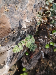 Cheilanthes hypoleuca