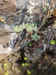 Cheilanthes hypoleuca