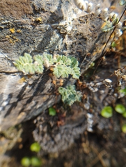 Cheilanthes hypoleuca